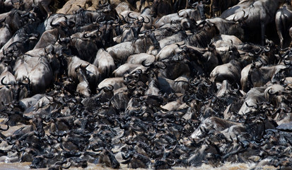 Wildebeests are crossing Mara river. Great Migration. Kenya. Tanzania. Masai Mara National Park. An excellent illustration.