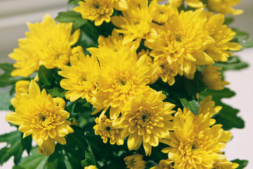 yellow chrysanthemum