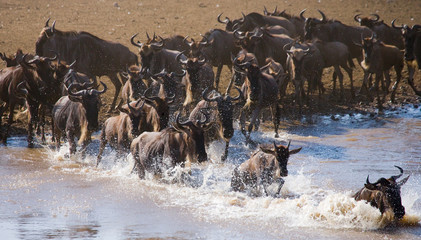 Fototapeta na wymiar Wildebeests are crossing Mara river. Great Migration. Kenya. Tanzania. Masai Mara National Park. An excellent illustration.