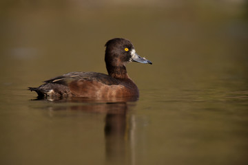 Tufted Duck, Aythya fuligula