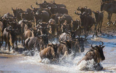 Wildebeests are crossing Mara river. Great Migration. Kenya. Tanzania. Masai Mara National Park. An excellent illustration.