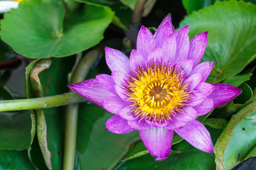 Beautiful pink lotus flower, Pink lotus blooming in the pond