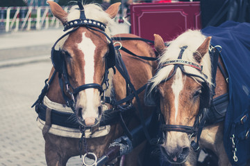 Obraz premium portrait of two brown horses in front of carriage