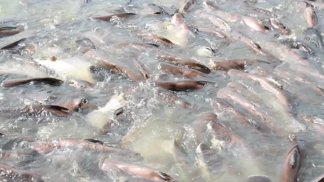Black ear catfish in Sakae Krang River area Thasung Temple, Uthaithani, Thailand. 