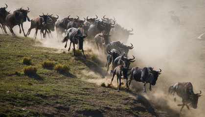 Obraz premium Wildebeests running through the savannah. Great Migration. Kenya. Tanzania. Masai Mara National Park. An excellent illustration.