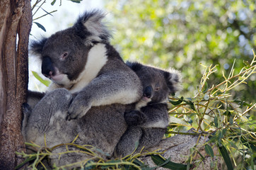 koala and joey in tree