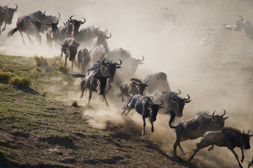 Wildebeests running through the savannah. Great Migration. Kenya. Tanzania. Masai Mara National...