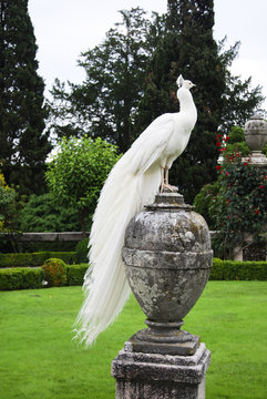 Fototapeta peacock
