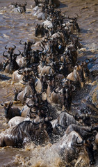 Wildebeests are crossing Mara river. Great Migration. Kenya. Tanzania. Masai Mara National Park. An excellent illustration.