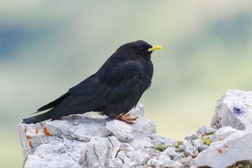 Alpine Chough