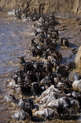 Wildebeests are crossing Mara river. Great Migration. Kenya. Tanzania. Masai Mara National Park. An excellent illustration.