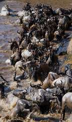 Wildebeests are crossing Mara river. Great Migration. Kenya. Tanzania. Masai Mara National Park. An excellent illustration.