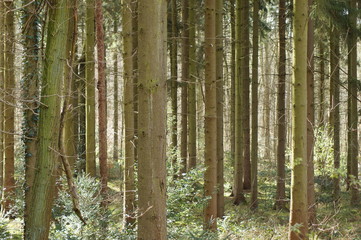 Obraz premium Wald Baumstämme