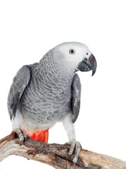 Fototapeta premium Pretty red-tailed gray parrot