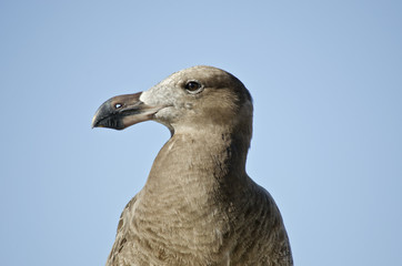 young pacific gull