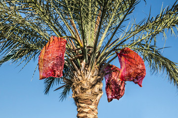 Palm with dates in the grid