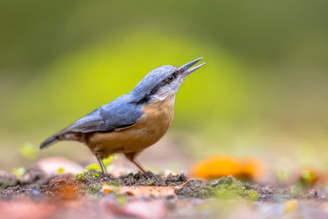 Eurasian nuthatch looking upward close up