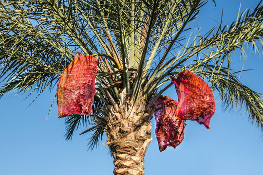 Palm with dates in the grid