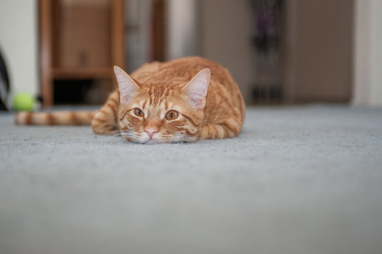 Sleepy Eyes And Tabby Cat Whiskers Facing Forward. 