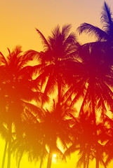 Obraz na płótnie Canvas coconuts silhouettes with tropical sunset