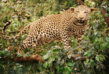 Taxidermy of a leopard panthera pardus in the jungle