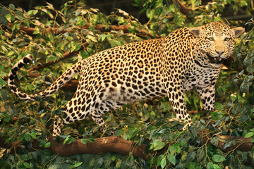 Fototapeta na wymiar Stuffed leopard panthera pardus in lifelike jungle