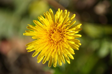 Löwenzahn - Dandelion