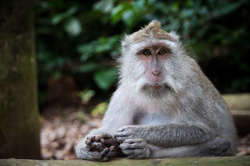 Long-tailed macaque in Sacred Monkey Forest, Ubud, Indonesia