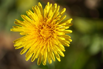 Löwenzahn - Dandelion