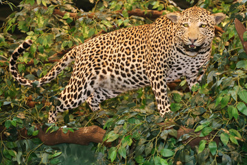 Fototapeta premium Taxidermy of a leopard panthera pardus in the jungle