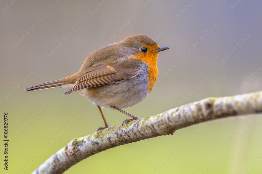 Sticker robin on a branch with white flowers