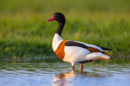 Alarmed Common shelduck