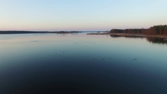 4K. Low flight over wild lake with ducks in early spring on sunset, aerial view.