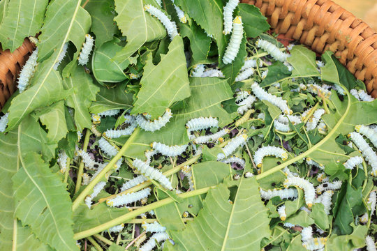 Silkworms eating mulberry leaf closeup nature silk worms.