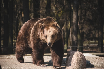 Fototapeta na wymiar Big Brown Bear