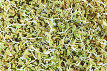 sprouted Fenugreek ready for planting or salad