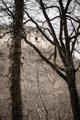 trees in the forest