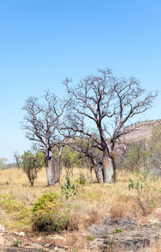 boab trees in the Pilbara