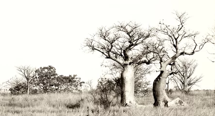 Rolgordijnen Baobab unique boab tree