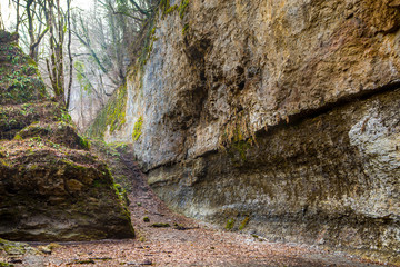 Лес в горах