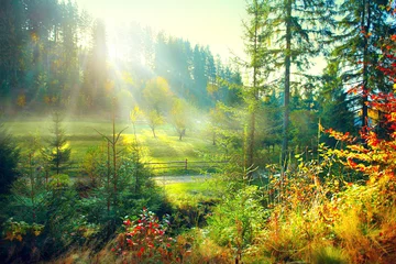 Aluminium Prints Morning with fog Beautiful morning misty old forest and meadow in countryside. Autumn nature scene