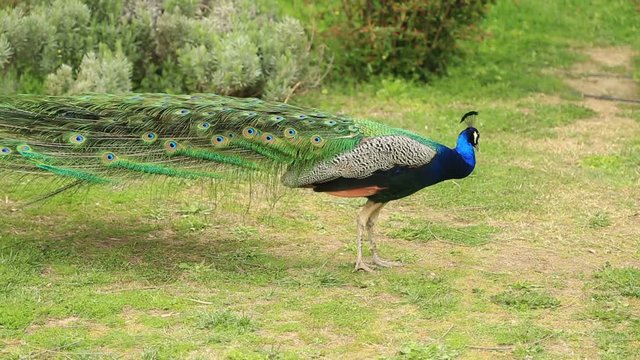 Beautiful  peacock turning around and opening fanned tail