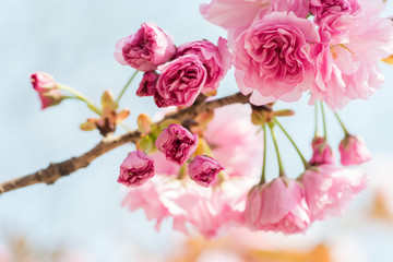 Fototapeta na wymiar Pink Cherry Flowers blooming