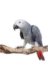 Fototapeta premium Pretty red-tailed gray parrot
