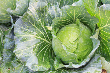Obraz premium Big cabbage in the garden, Green cabbage texture, Fresh cabbage