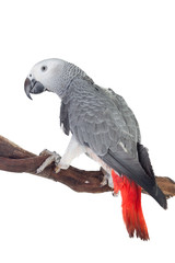 Pretty red-tailed gray parrot