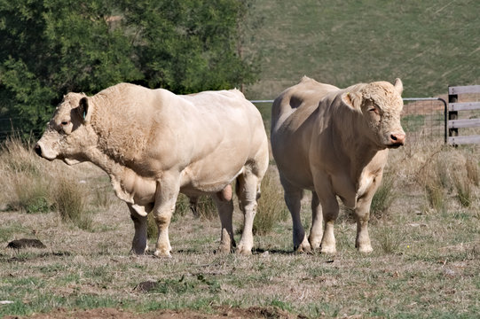  Two charolais cattle white bulls standing back to back in a fenced paddock, Australia.