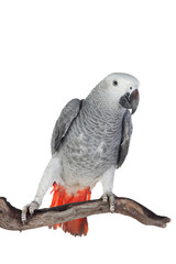 Pretty red-tailed gray parrot