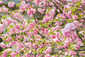 Pink Cherry Flowers blooming