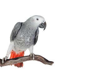 Fototapeta premium Pretty red-tailed gray parrot